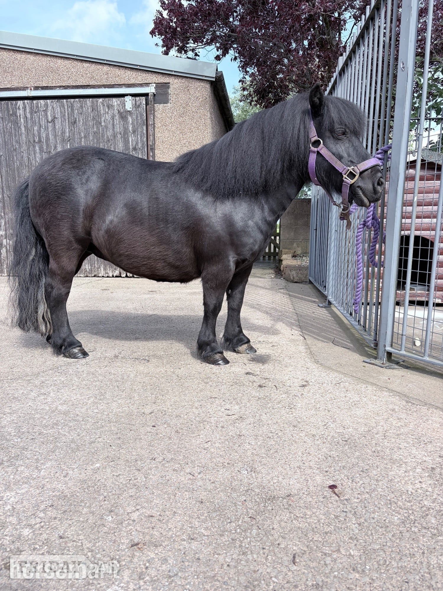 "Penny" Black Mare Family Horse - Horses in Penrith