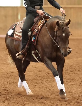 "Fancy" Red Dun Mare All Rounder