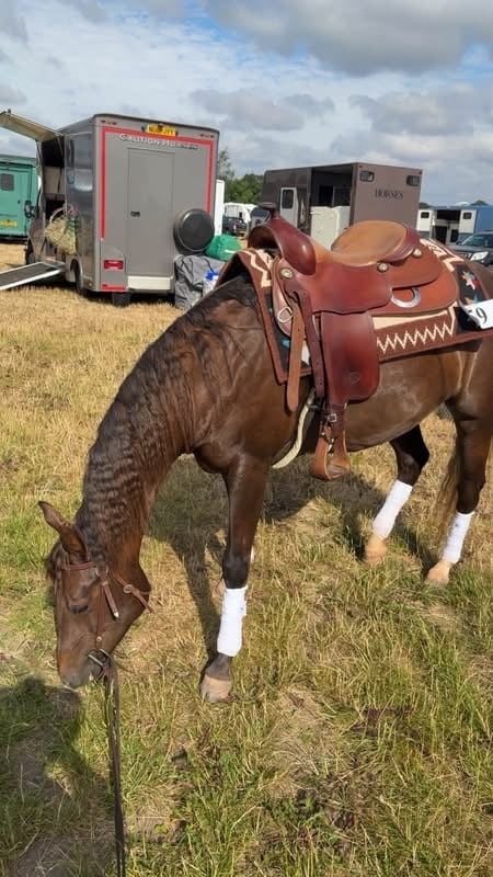 "Fancy" Red Dun Mare All Rounder