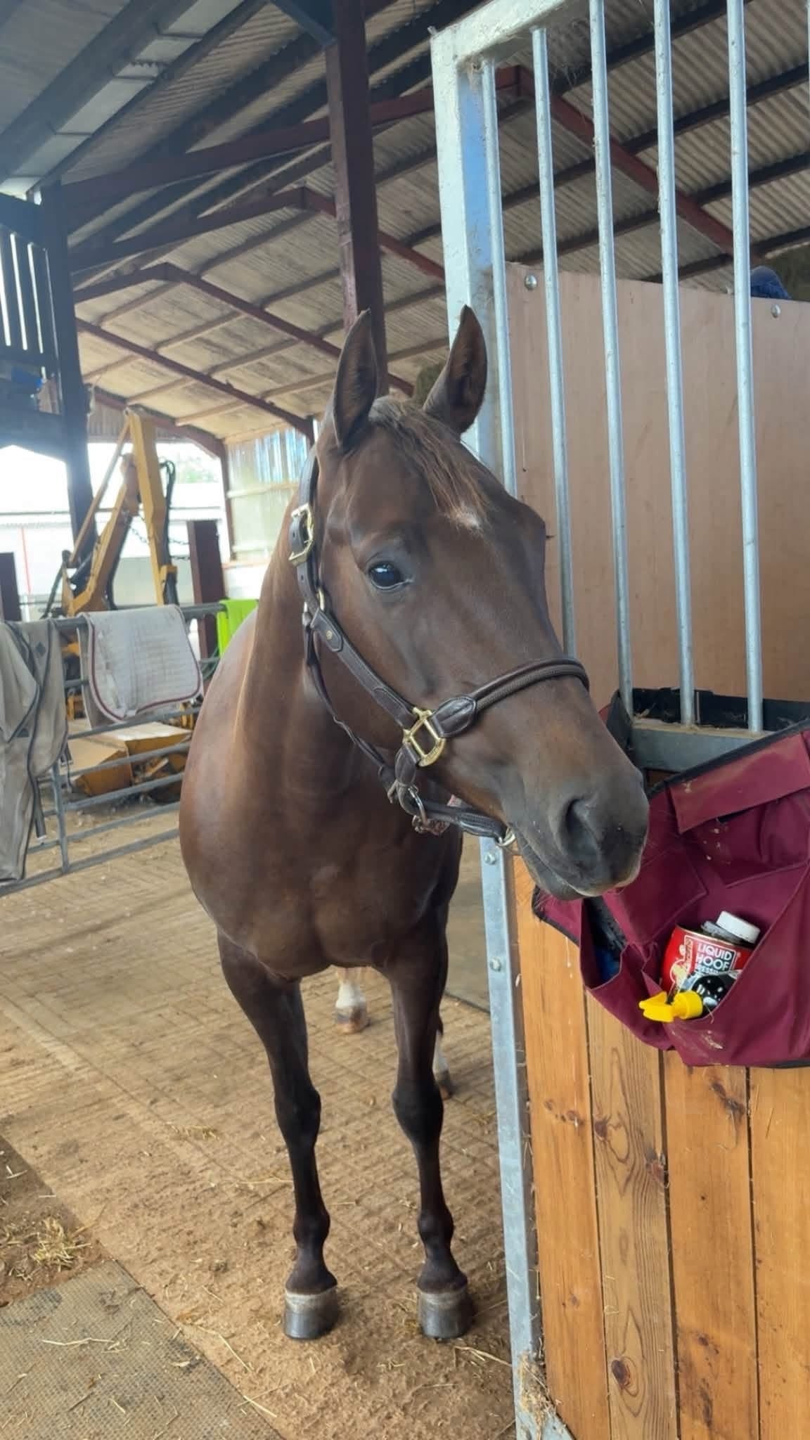 Lutterworth "Fancy" Red Dun Mare All Rounder