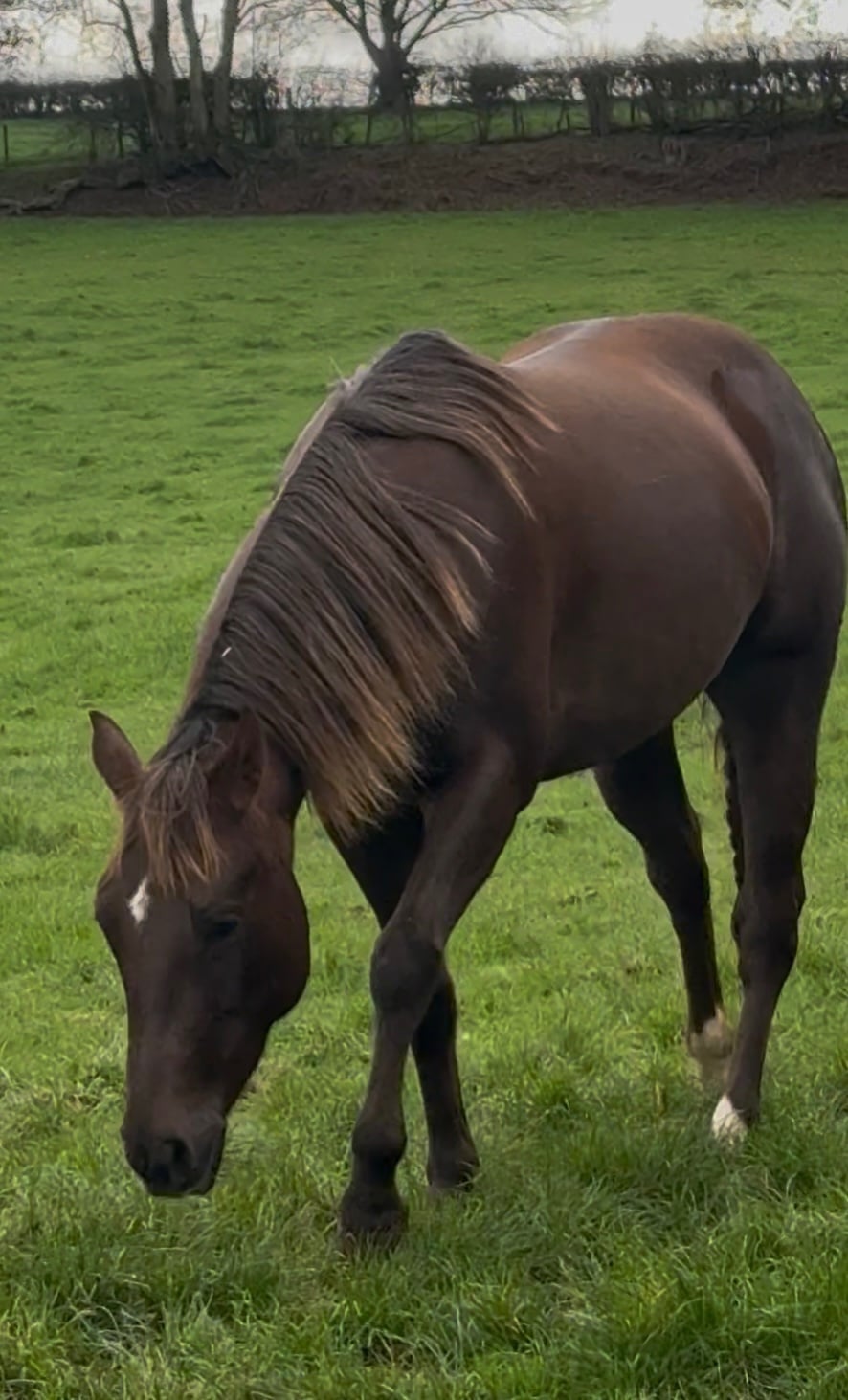 "Fancy" Red Dun Mare All Rounder - Horses in Lutterworth