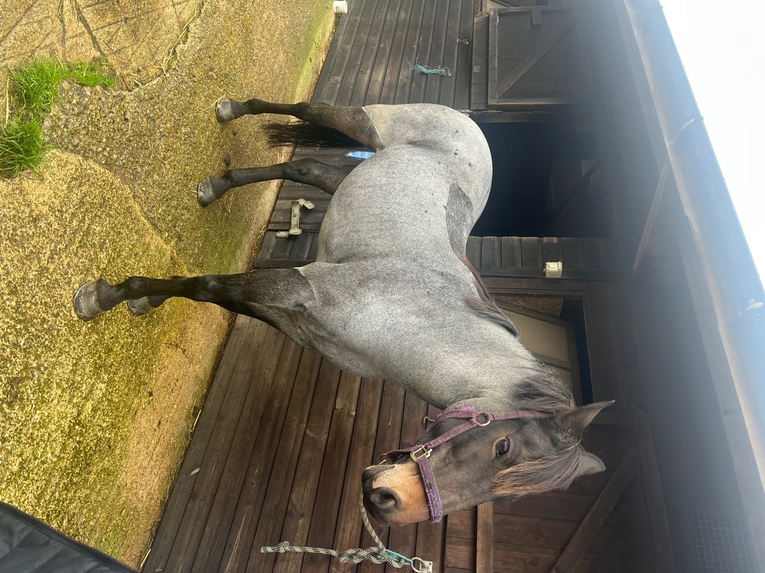 Redruth "Dylan " Blue Roan Gelding All Rounder