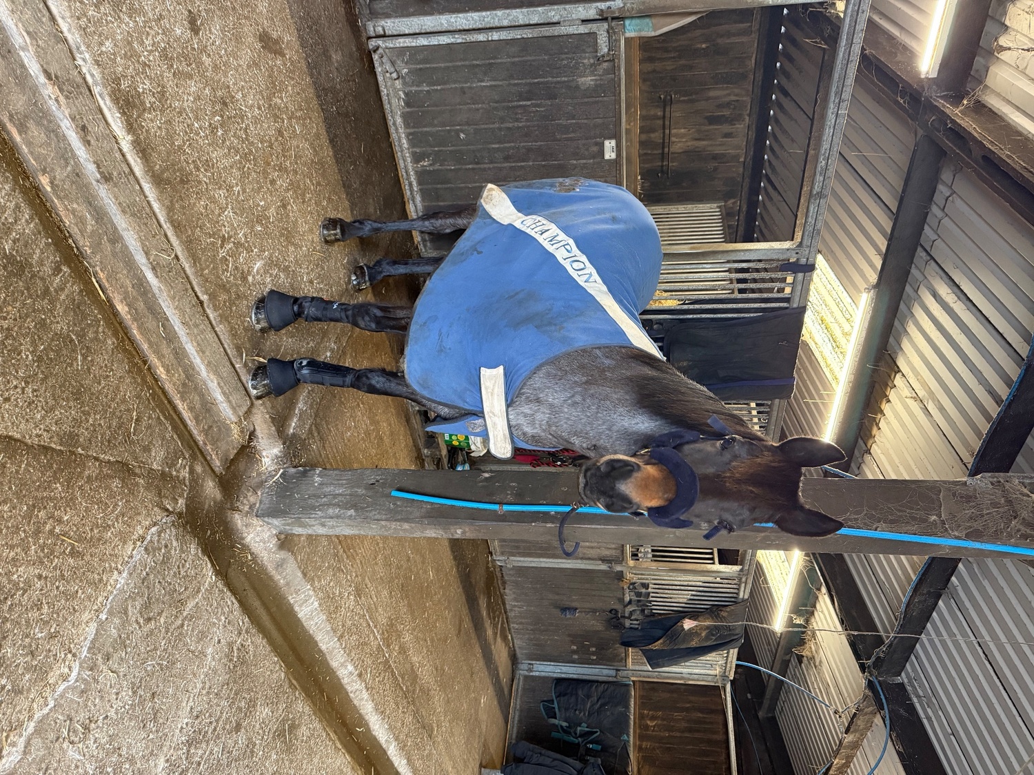 "Dylan " Blue Roan Gelding All Rounder - Horses in Redruth