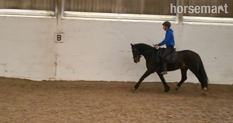"Penpont Gary" Bay Gelding All Rounder