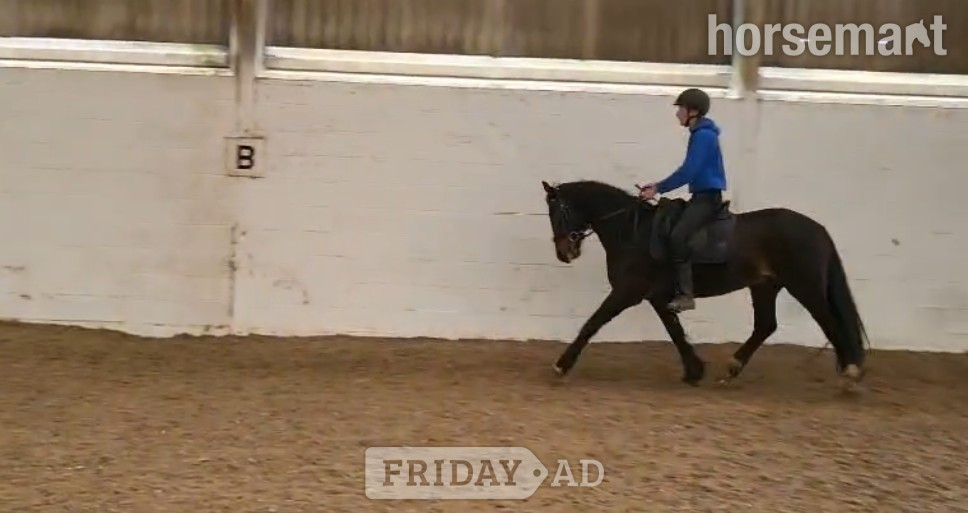 "Penpont Gary" Bay Gelding All Rounder in Shareshill