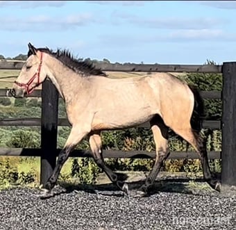 "Golden Dun With 4 Dark Points " Dun Filly Young Sport Horse