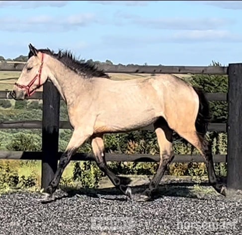 "Golden Dun With 4 Dark Points " Dun Filly Young Sport Horse in Leeds