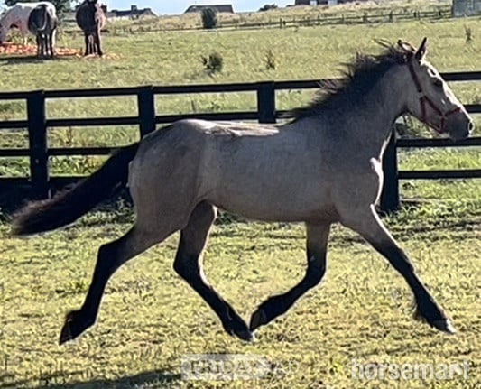 "Golden Dun With 4 Dark Points " Dun Filly Young Sport Horse