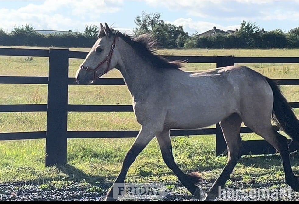 Leeds "Golden Dun With 4 Dark Points " Dun Filly Young Sport Horse