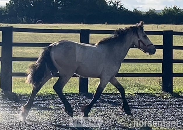 "Golden Dun With 4 Dark Points " Dun Filly Young Sport Horse - Horses in Leeds