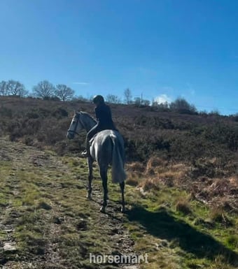 "Frog" Grey Gelding Ex Racehorse