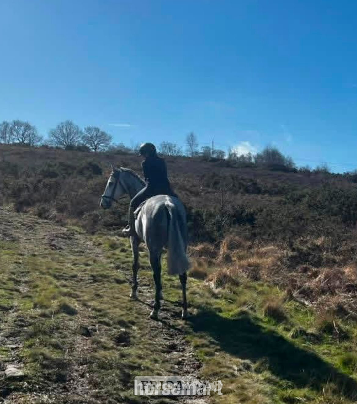 "Frog" Grey Gelding Ex Racehorse in Cleehill