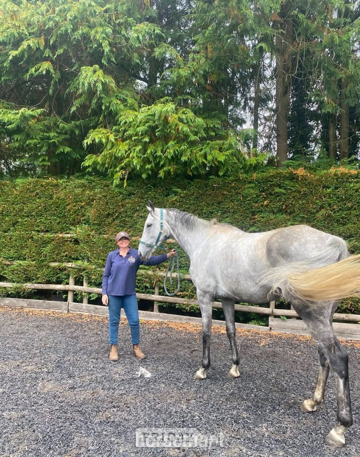 "Frog" Grey Gelding Ex Racehorse