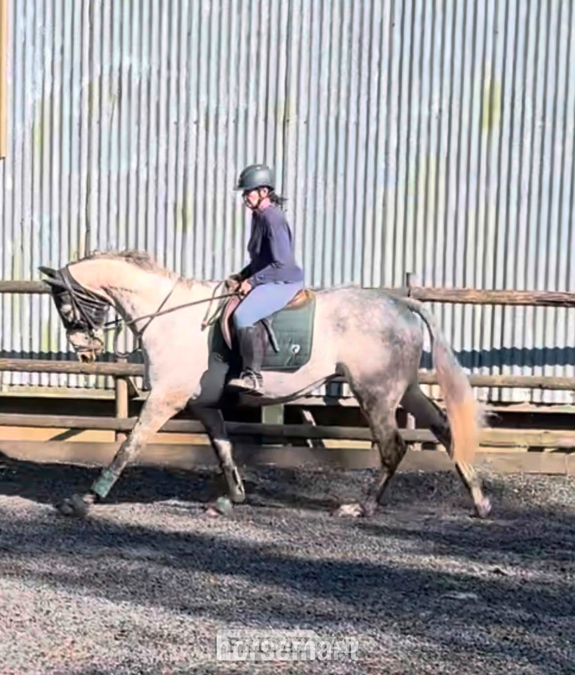 Cleehill "Frog" Grey Gelding Ex Racehorse