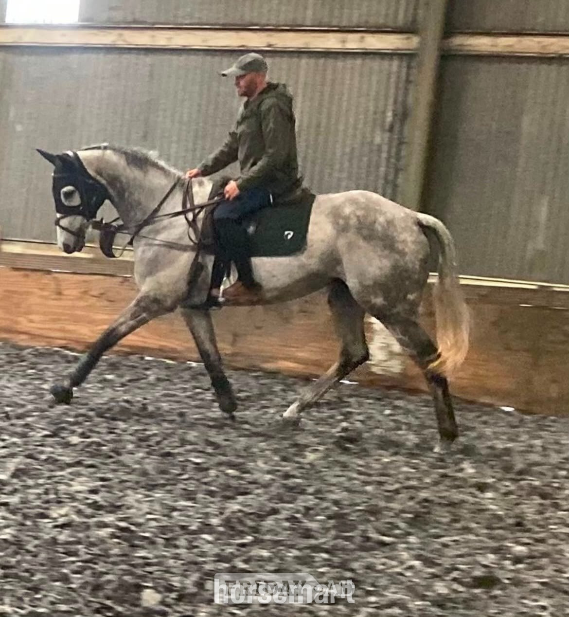 "Frog" Grey Gelding Ex Racehorse - Horses in Cleehill