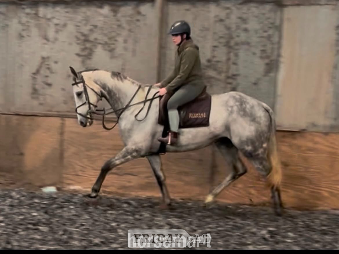 "Frog" Grey Gelding Ex Racehorse - Horses