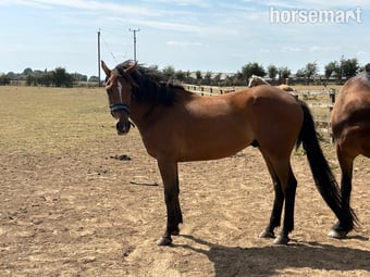"L" Bay Gelding Companion Horse