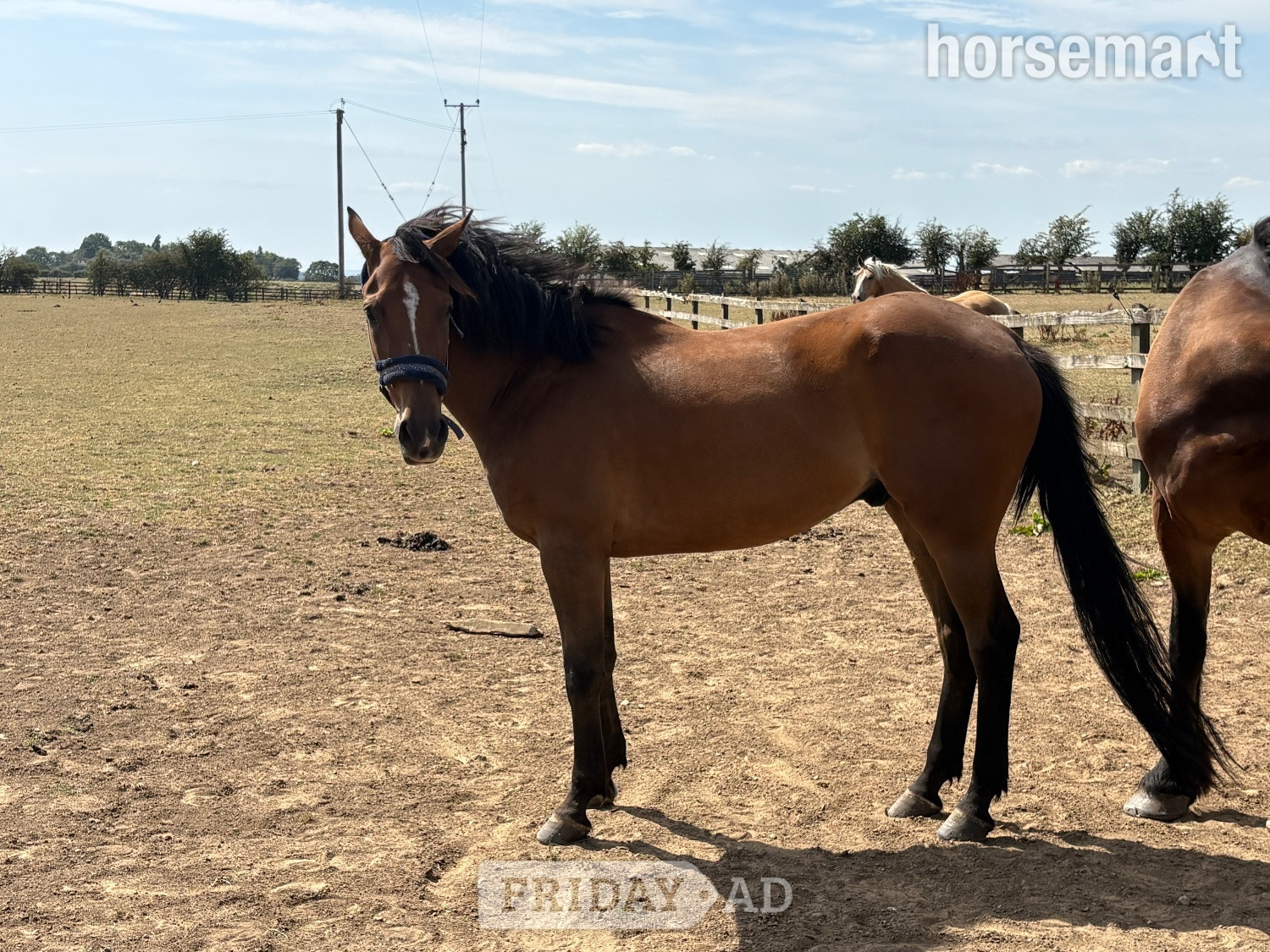 "L" Bay Gelding Companion Horse in Durham