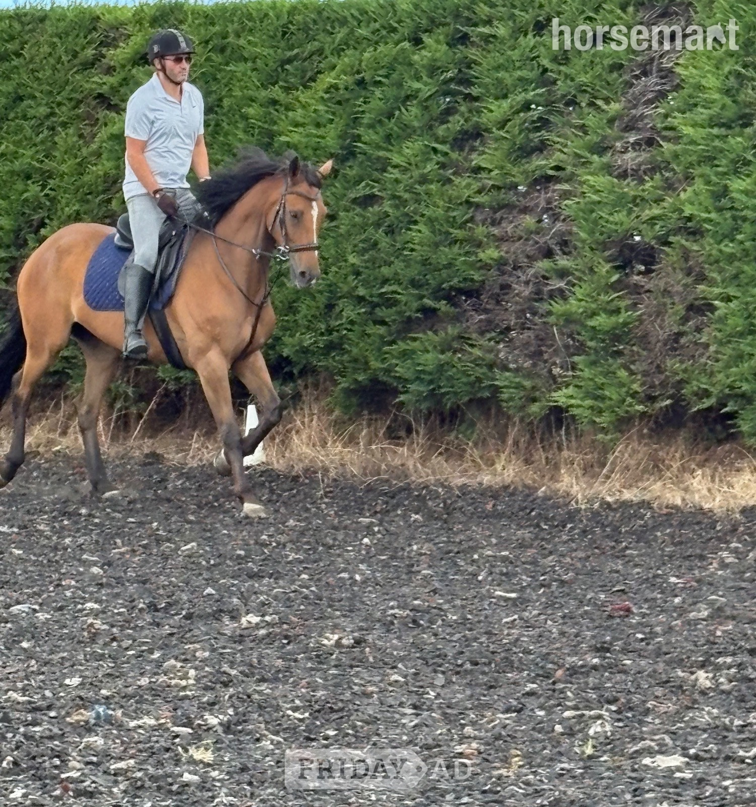"L" Bay Gelding Companion Horse