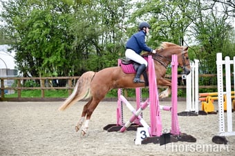 "Eleri" Chestnut Mare Riding Club Horse