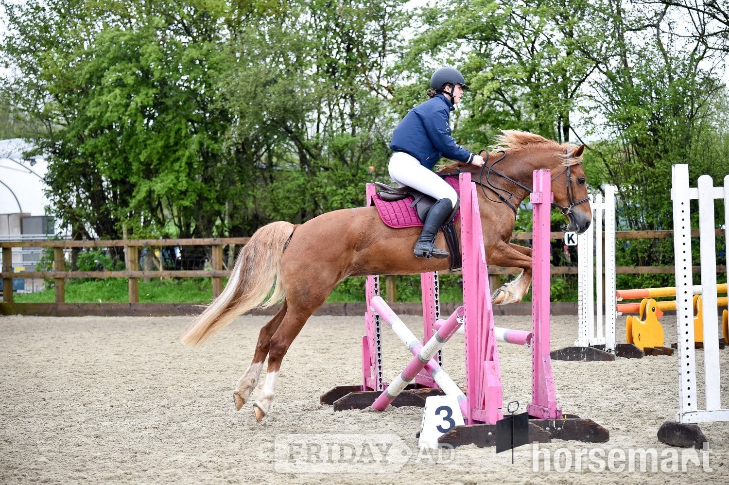 "Eleri" Chestnut Mare Riding Club Horse in Bridgend