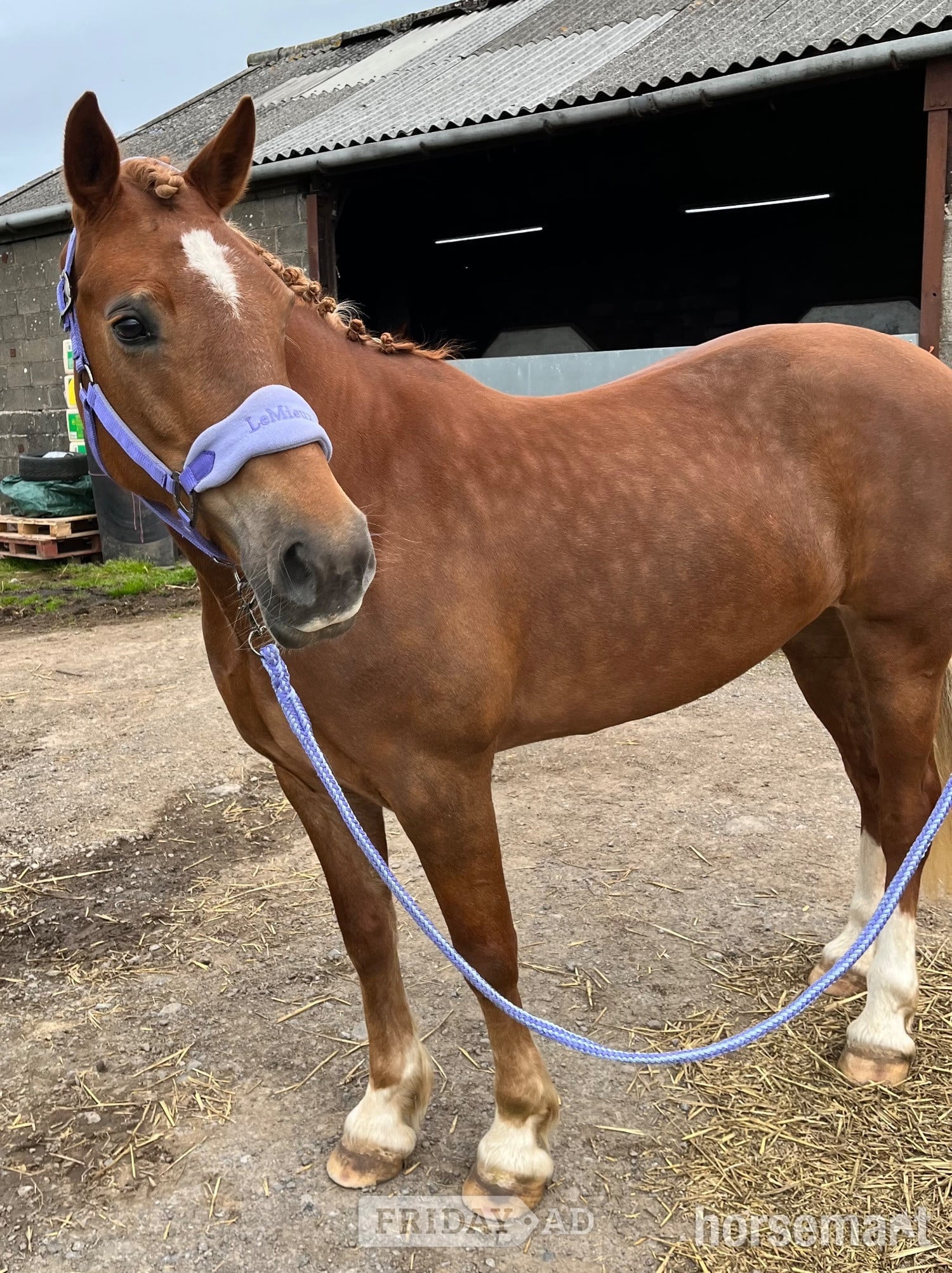 "Eleri" Chestnut Mare Riding Club Horse