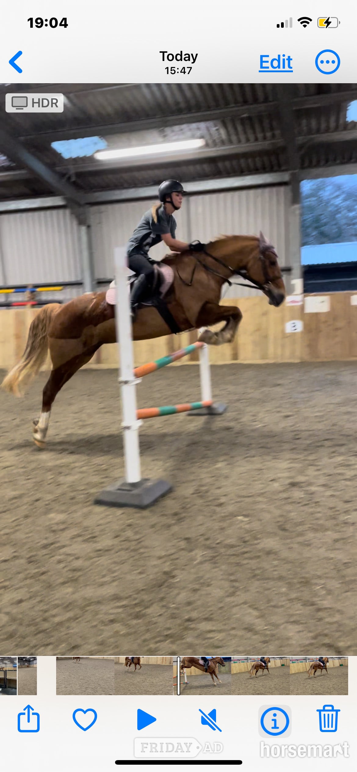 Bridgend "Eleri" Chestnut Mare Riding Club Horse