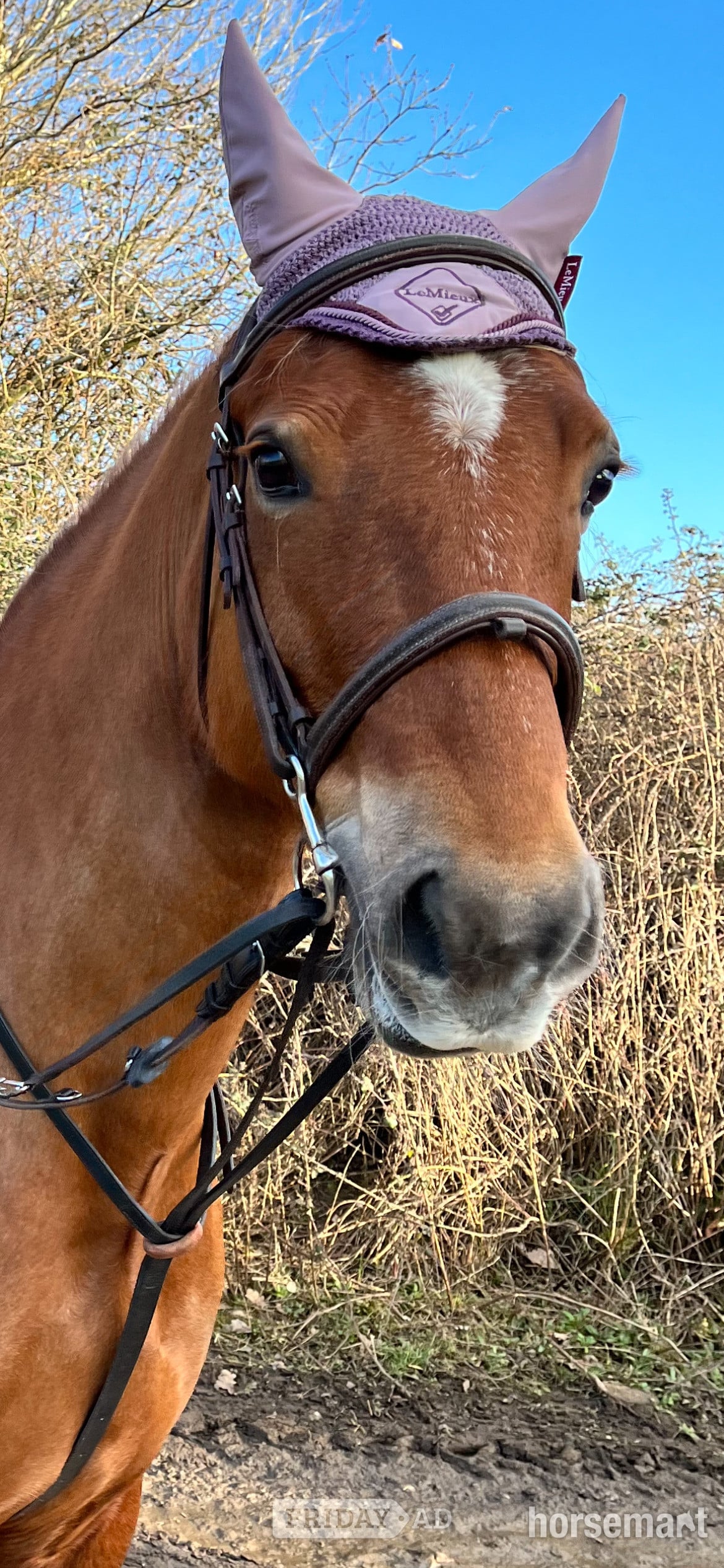 "Eleri" Chestnut Mare Riding Club Horse - Horses in Bridgend