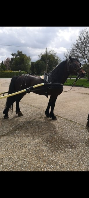 "Ilston Real Lord" Bay Stallion Stallion