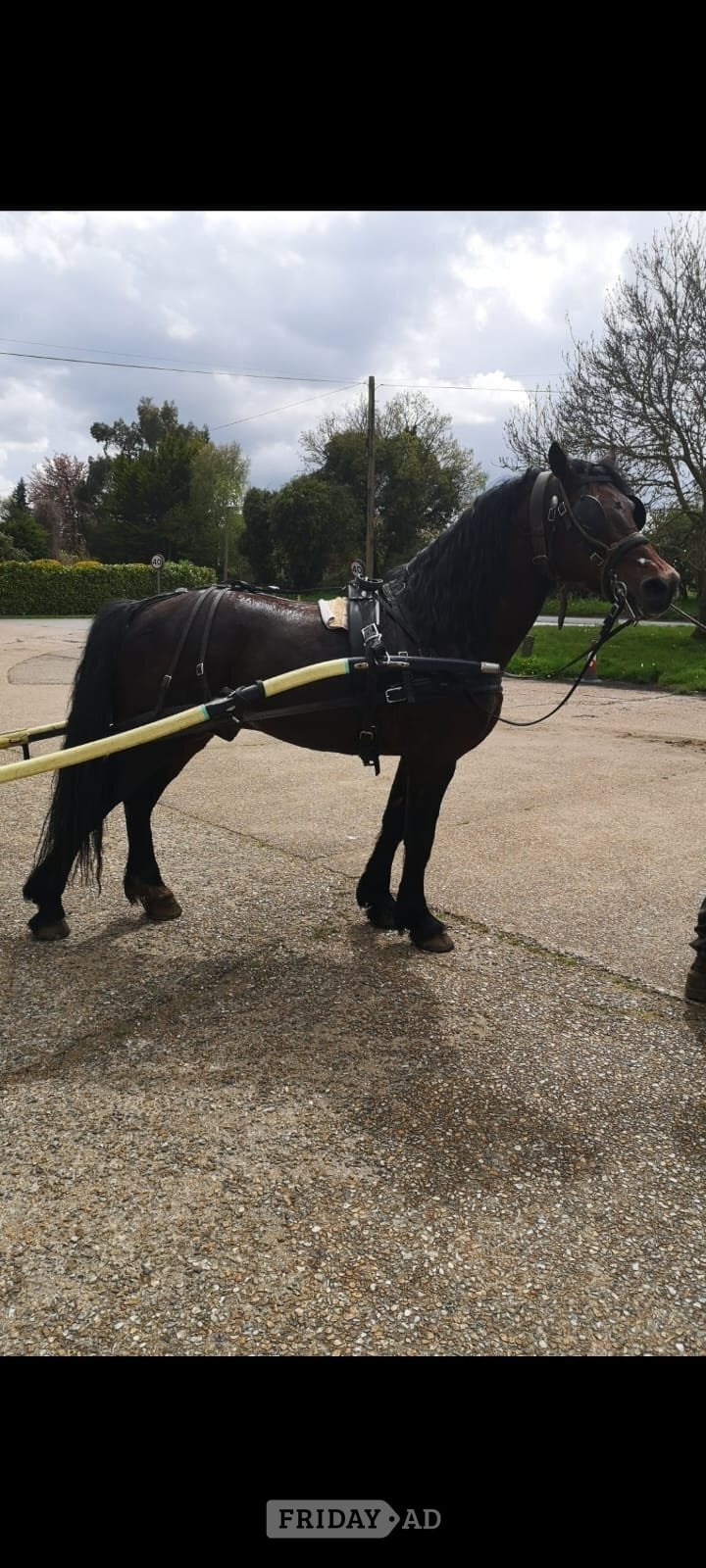 "Ilston Real Lord" Bay Stallion Stallion in Downham Market
