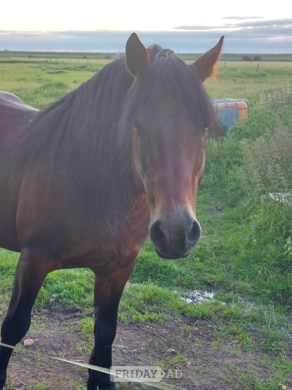 "Ilston Real Lord" Bay Stallion Stallion