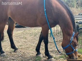 "Bam" Bay Mare All Rounder