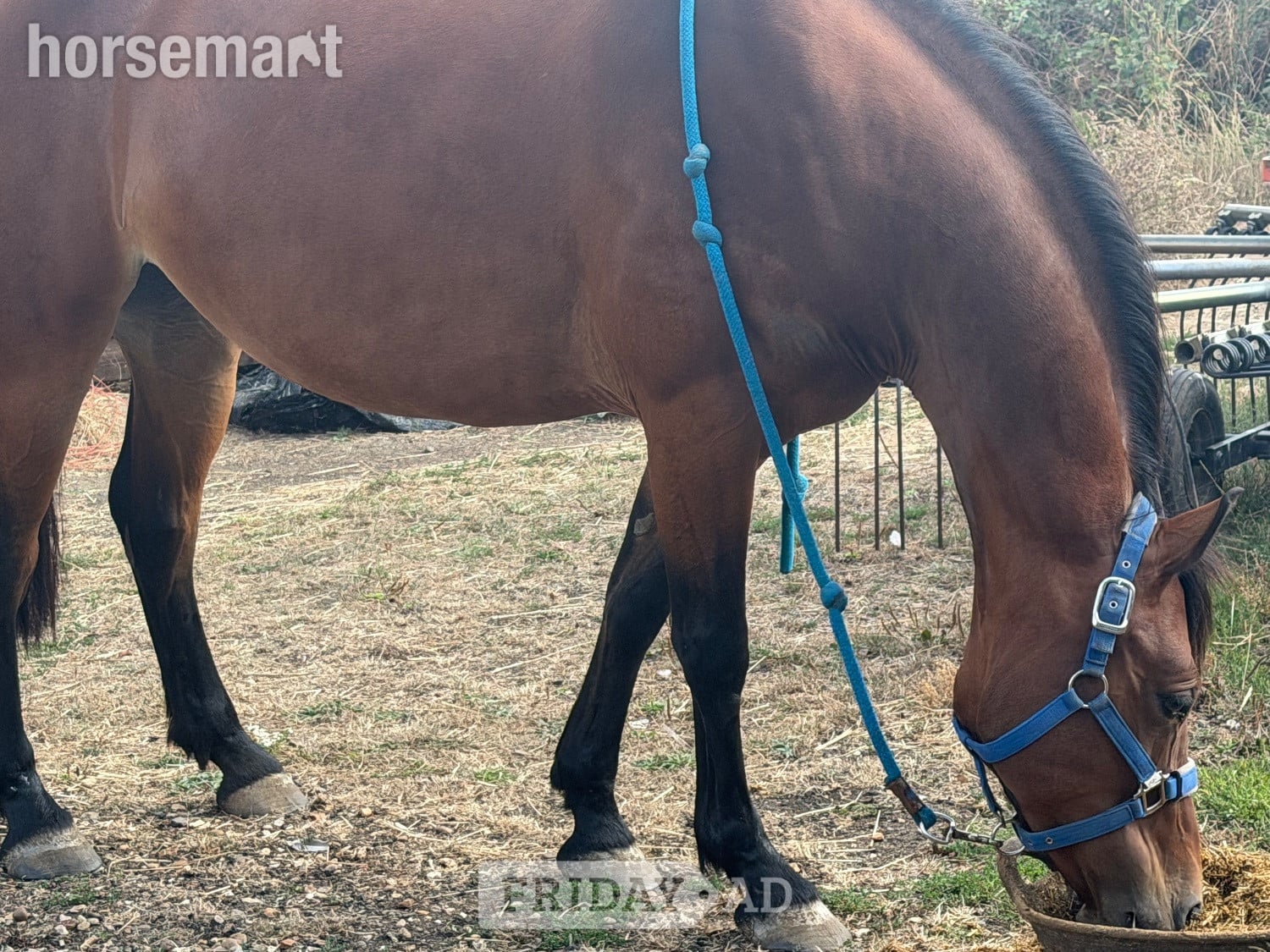 "Bam" Bay Mare All Rounder in Peterborough