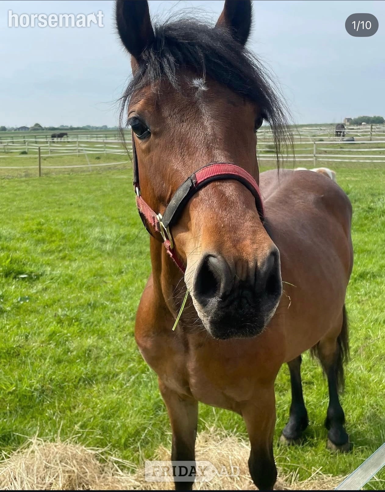 "Bam" Bay Mare All Rounder
