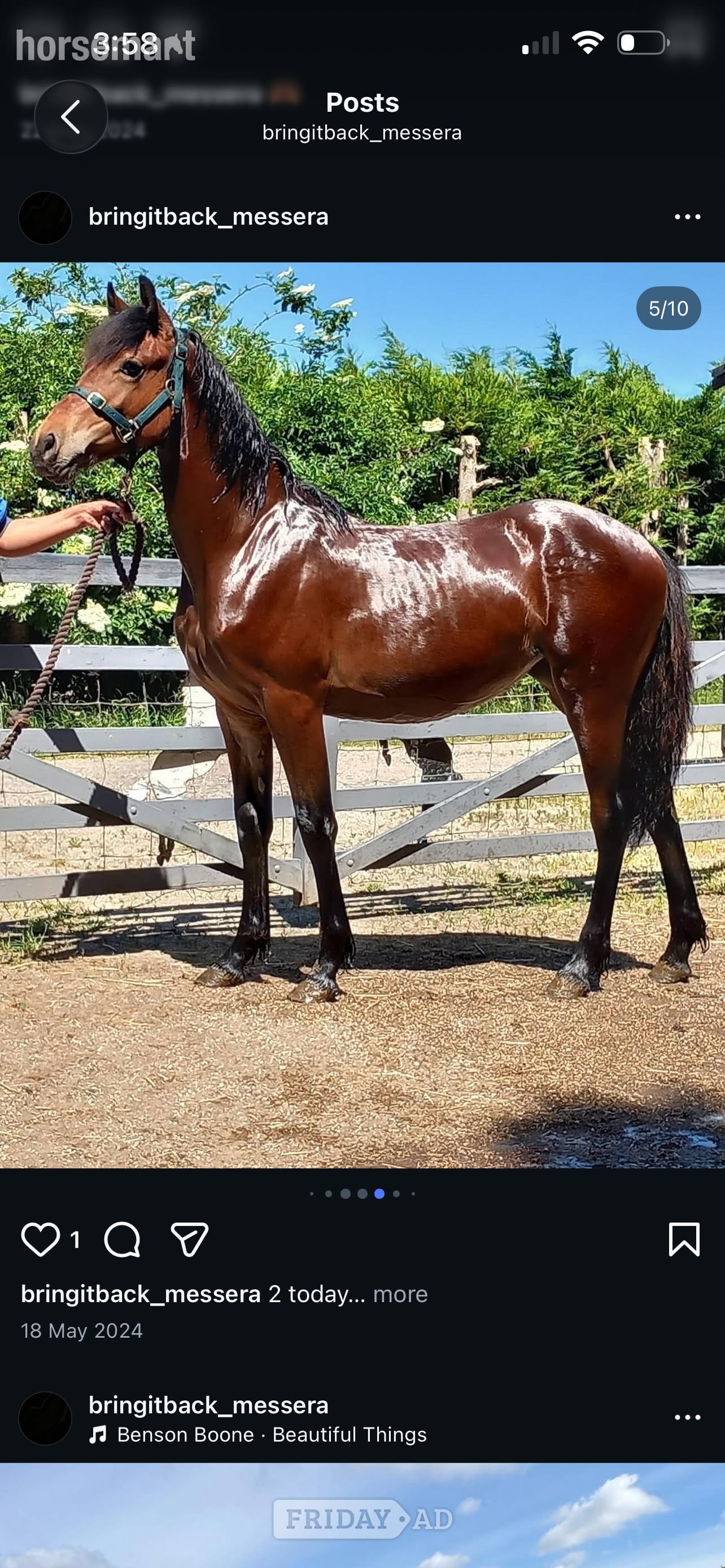 Peterborough "Bam" Bay Mare All Rounder