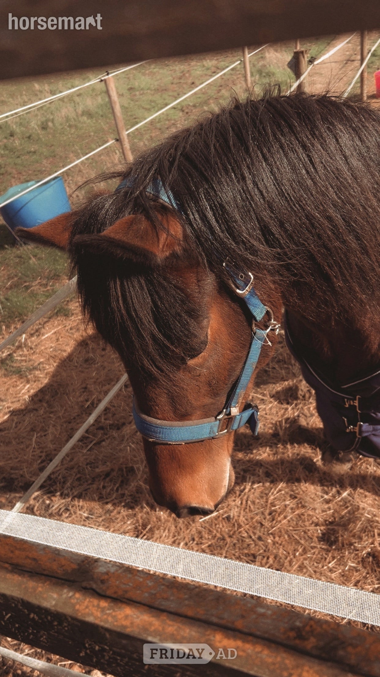 "Bam" Bay Mare All Rounder - Horses in Peterborough