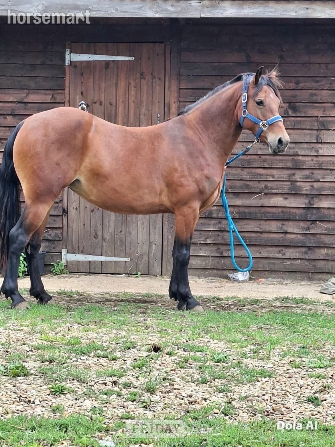 "Bam" Bay Mare All Rounder - Horses