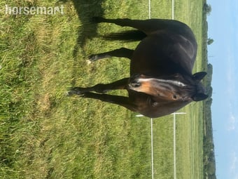 "Evie Grace 'Seren'" Bay Roan Mare Project Horse