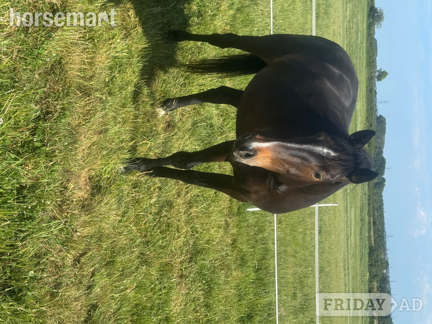 "Evie Grace 'Seren'" Bay Roan Mare Project Horse in Padbury