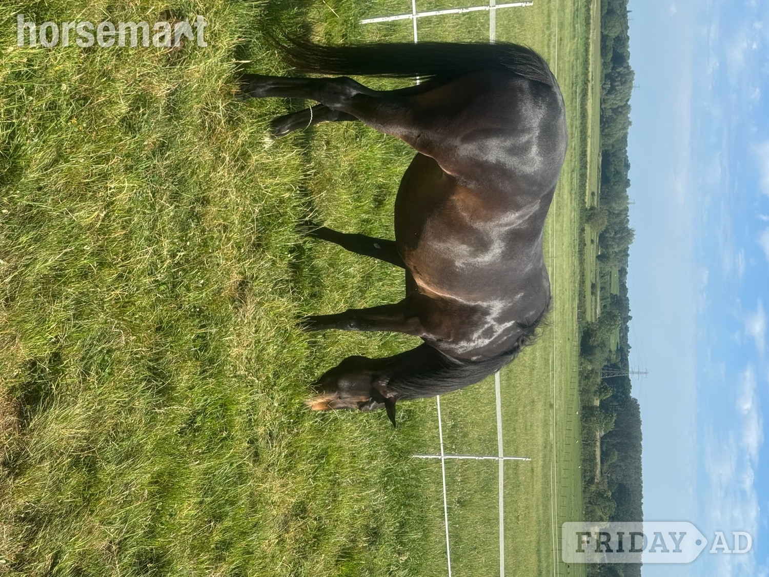 "Evie Grace 'Seren'" Bay Roan Mare Project Horse