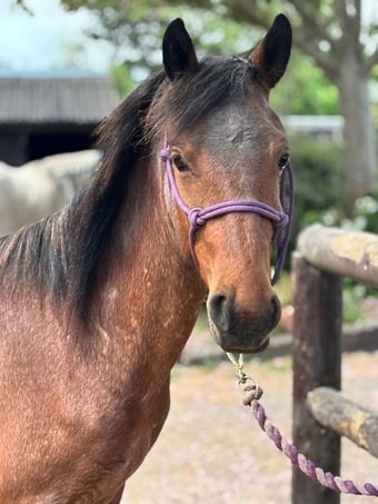 "Luna    (Rushmoor Crossbill)" Bay Roan Filly Project Horse