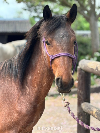 "Luna    (Rushmoor Crossbill)" Bay Roan Filly Project Horse