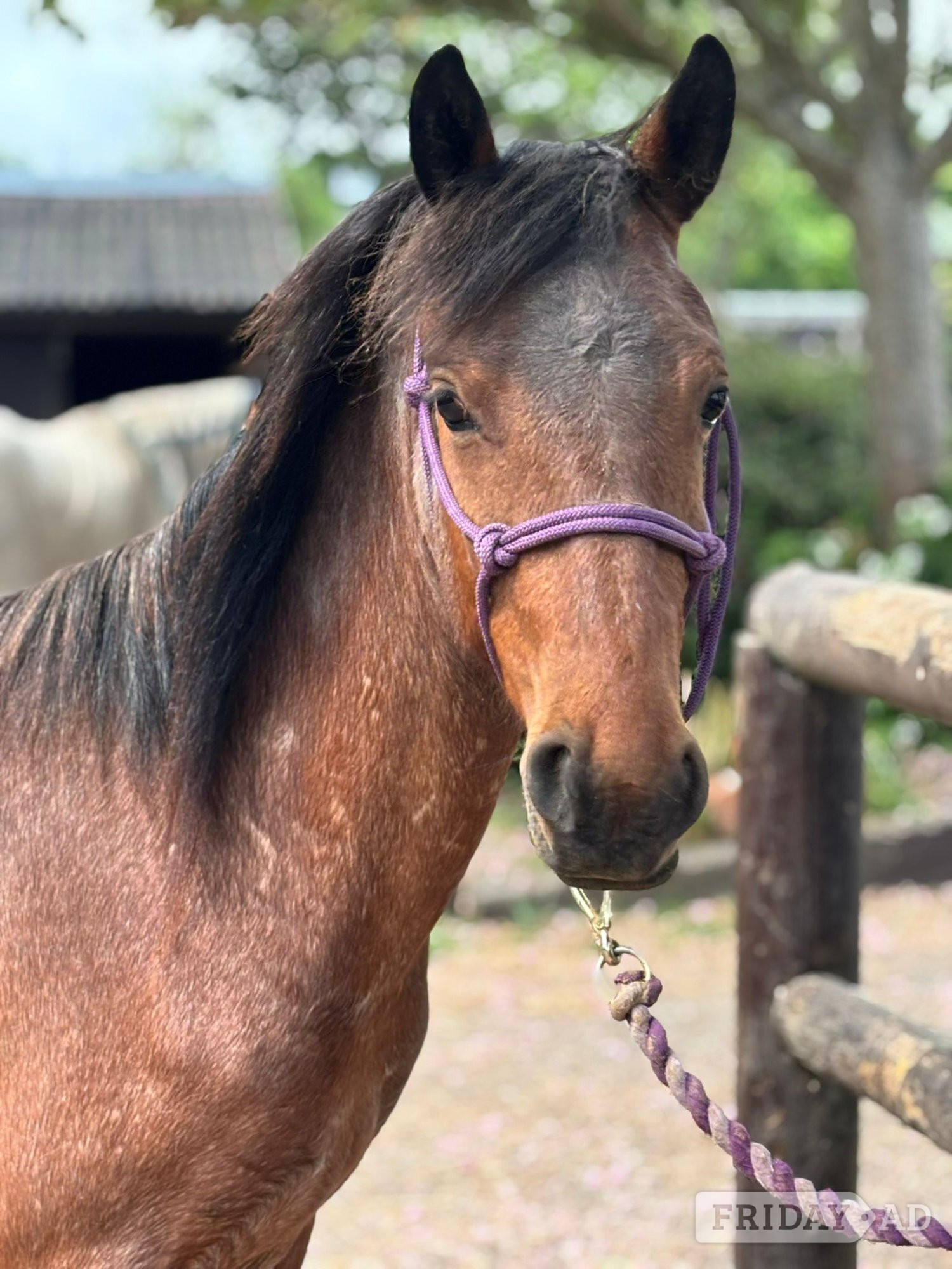 "Luna    (Rushmoor Crossbill)" Bay Roan Filly Project Horse in Beaconsfield