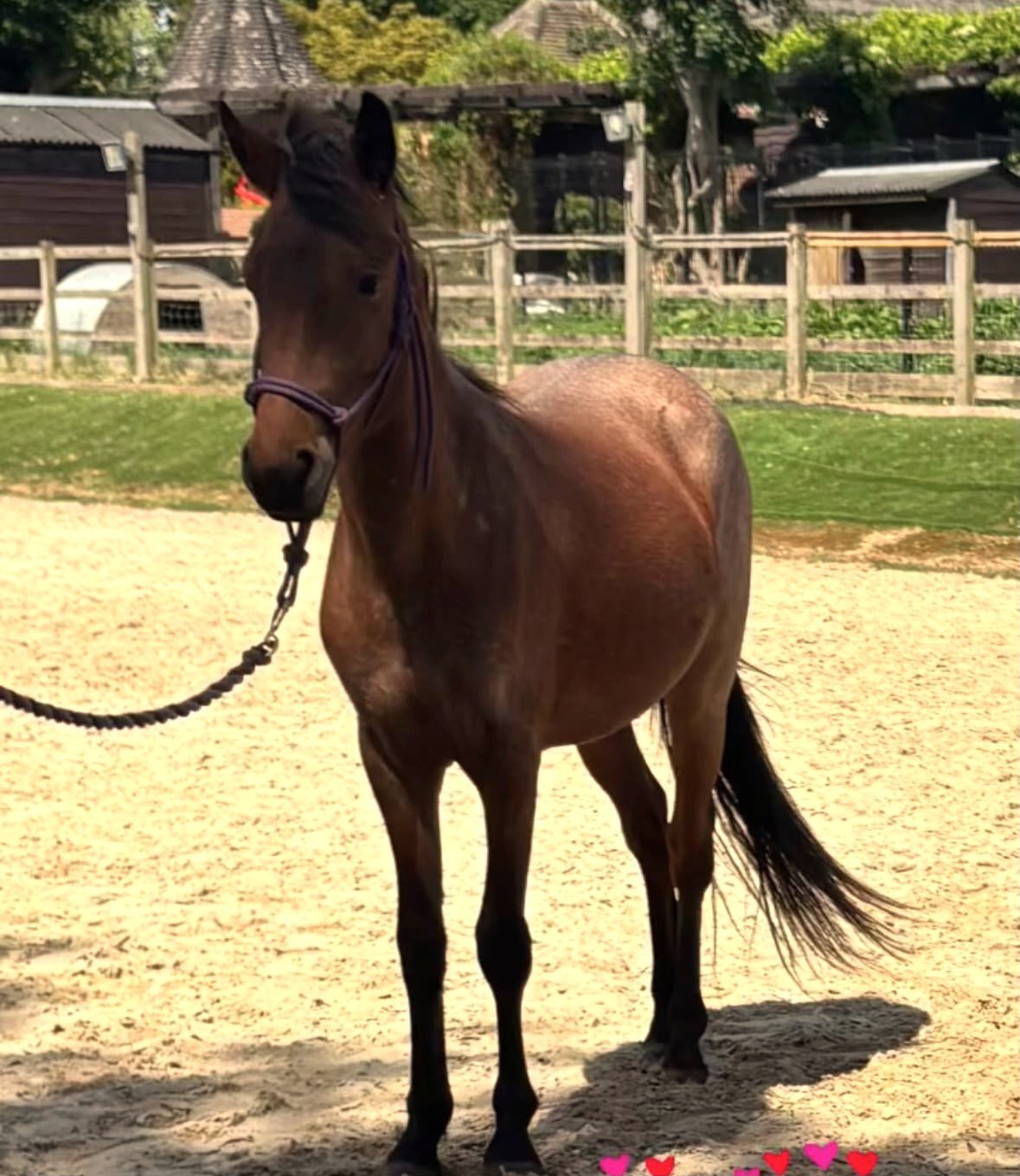 "Luna    (Rushmoor Crossbill)" Bay Roan Filly Project Horse - Horses in Beaconsfield