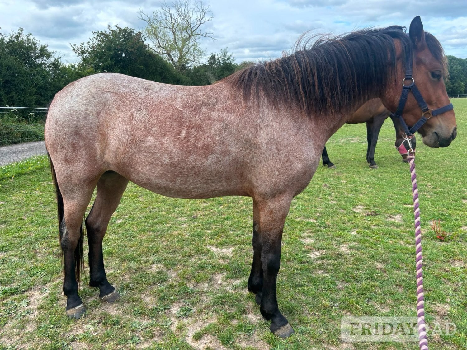 Beaconsfield "Luna    (Rushmoor Crossbill)" Bay Roan Filly Project Horse