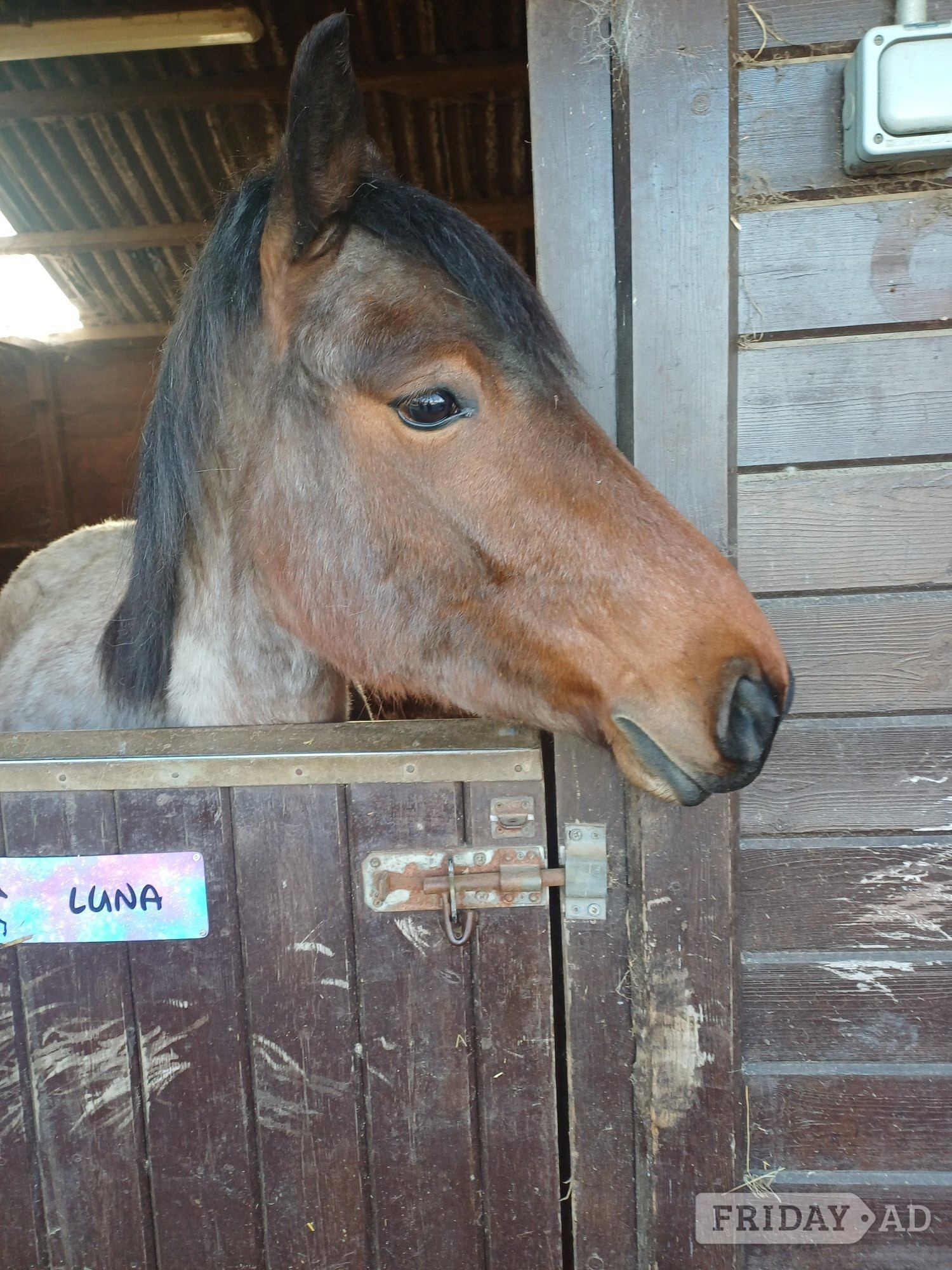 "Luna    (Rushmoor Crossbill)" Bay Roan Filly Project Horse - Horses