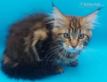Full pedigree maine coon kitten 