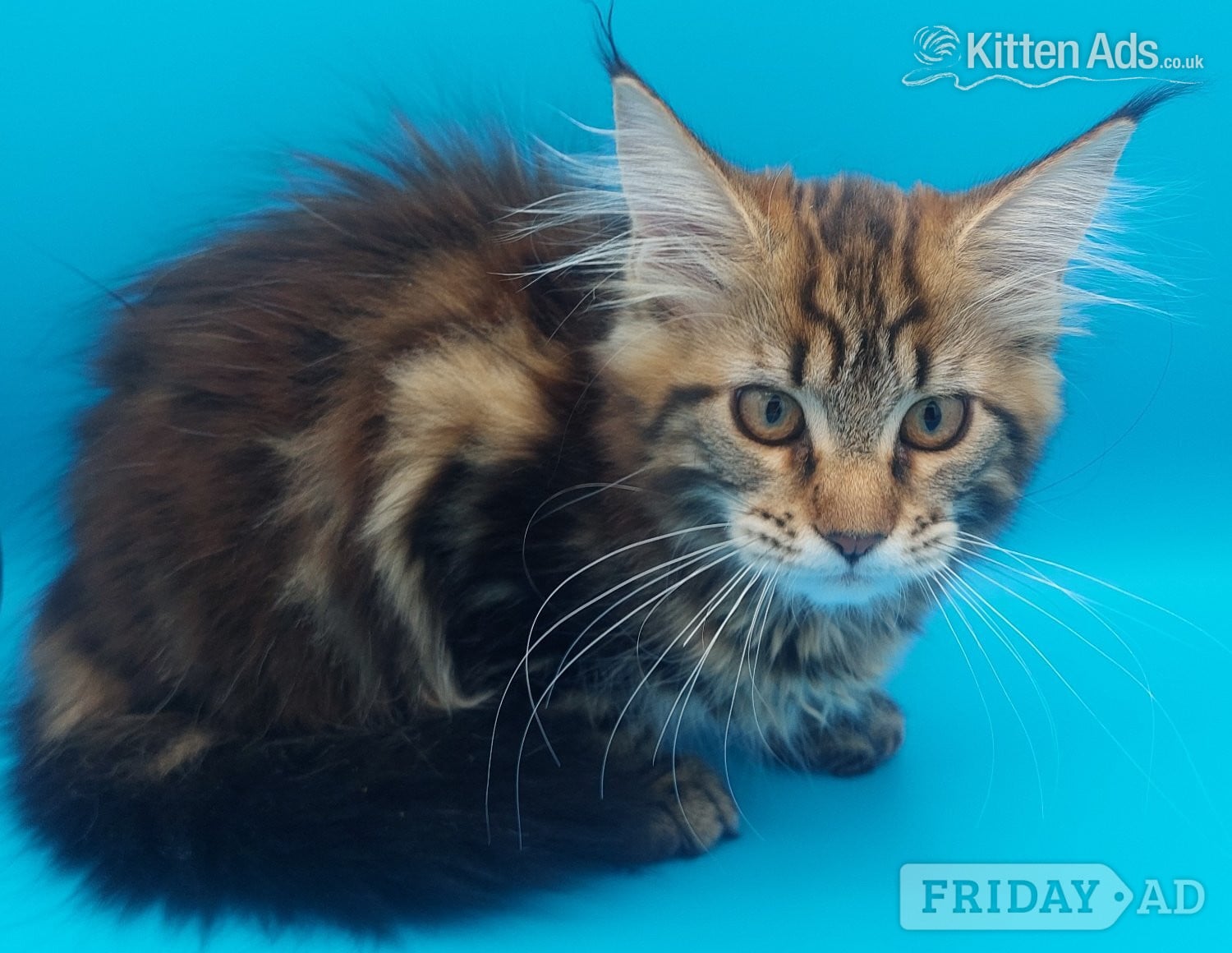 Full pedigree maine coon kitten  in Wisbech