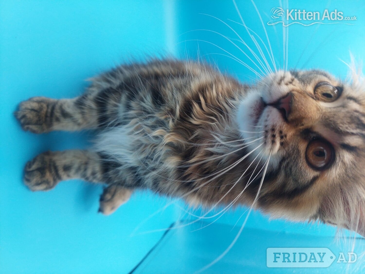 Full pedigree maine coon kitten 