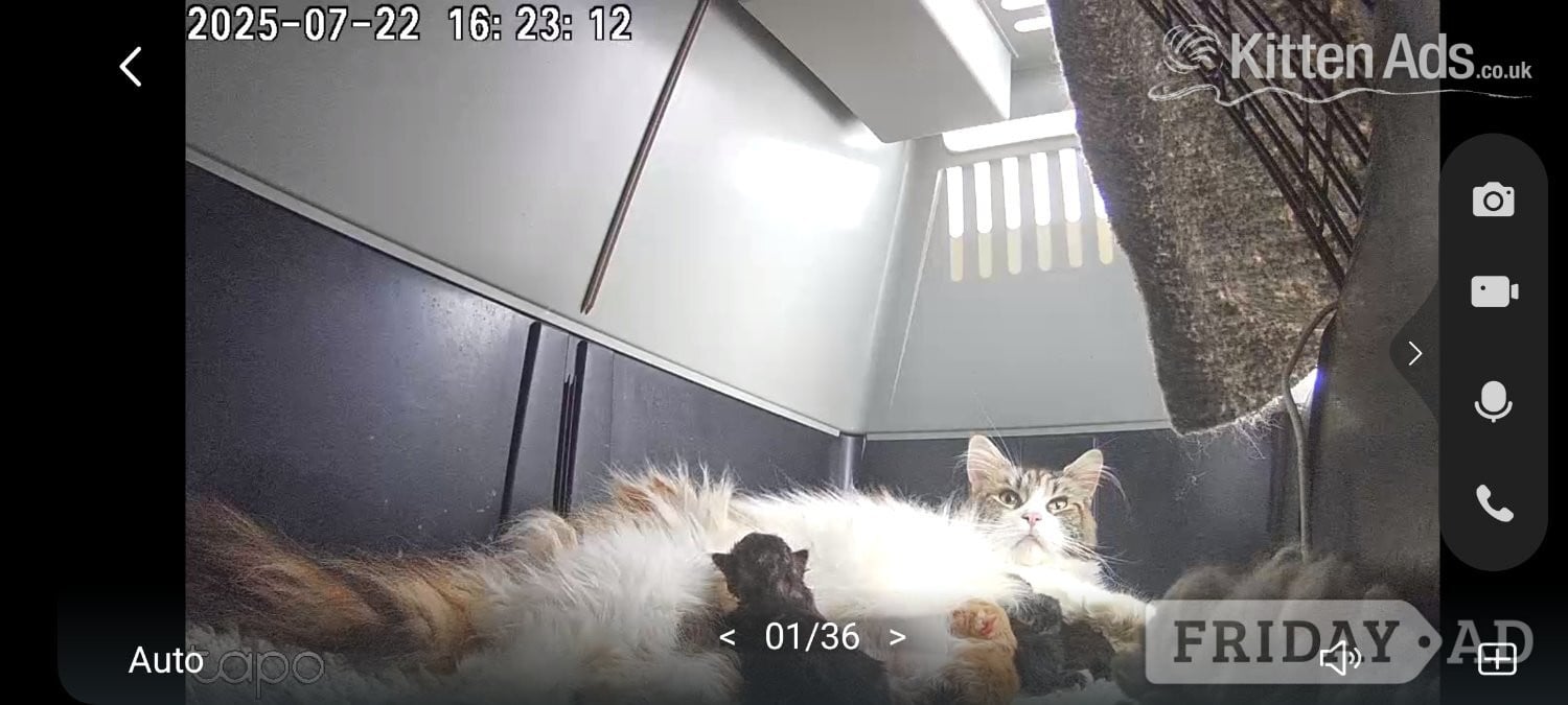 Wisbech Full pedigree maine coon kitten 